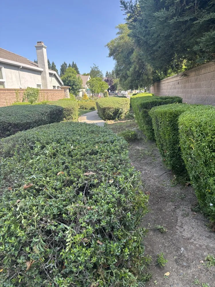Local yard maintenance with custom design in Sacramento, CA by Sergio S Gardening