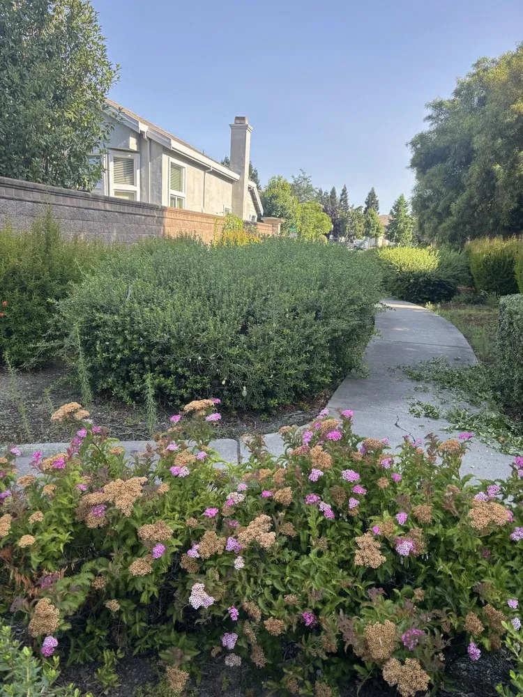 Reliable lawn care service for homes in Sacramento, CA by Sergio S Gardening