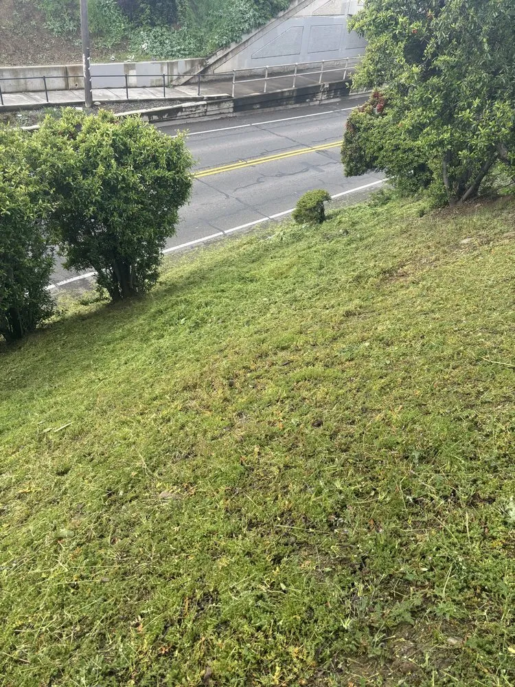 Reliable lawn care service experts serving Sacramento, CA - Sergio S Gardening