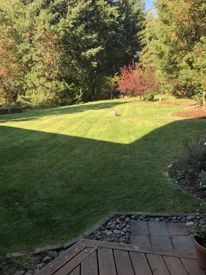 Sergio's Landscaping Y Mas