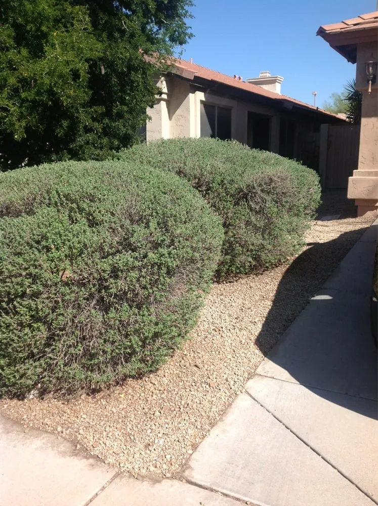Expert landscape installation in Phoenix, AZ - Sergio's Lawn Services