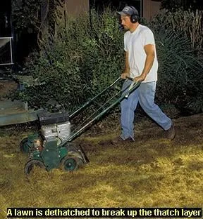 Local garden landscaping experts serving Phoenix, AZ - Sergio's Lawn Services