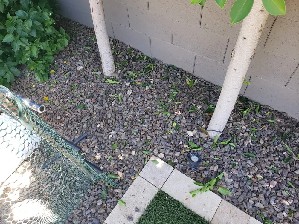 Professional lawn care service in Phoenix, AZ by Sergio's Lawn Services