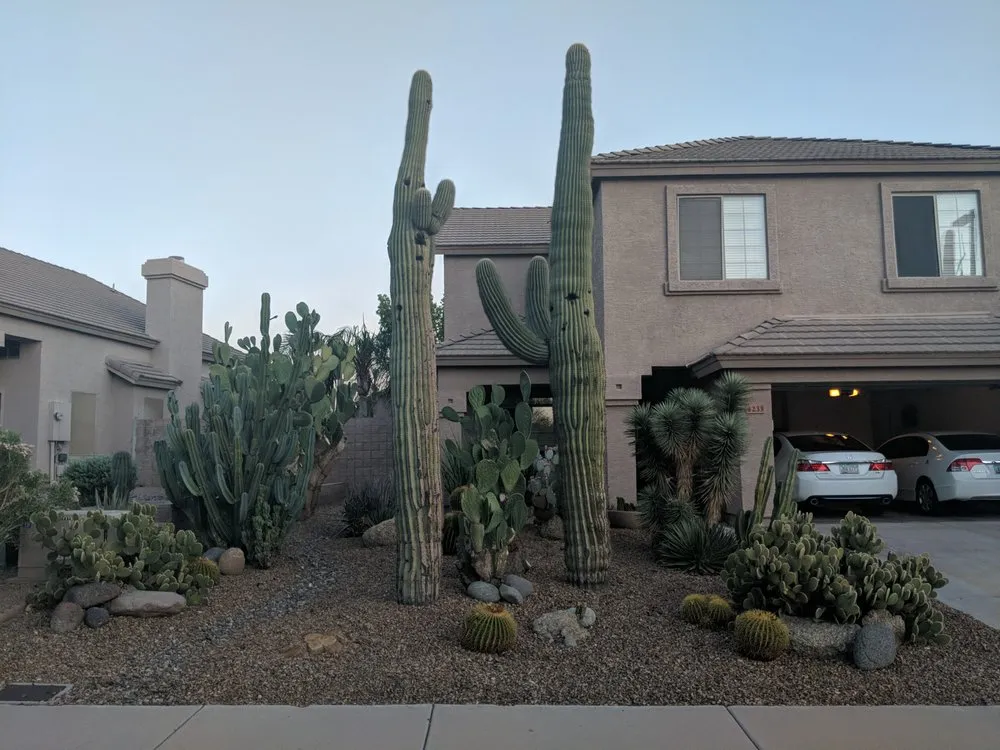 Local yard cleanup service for outdoor upgrades in Phoenix, AZ by Sergio's Tree And Lawn Service