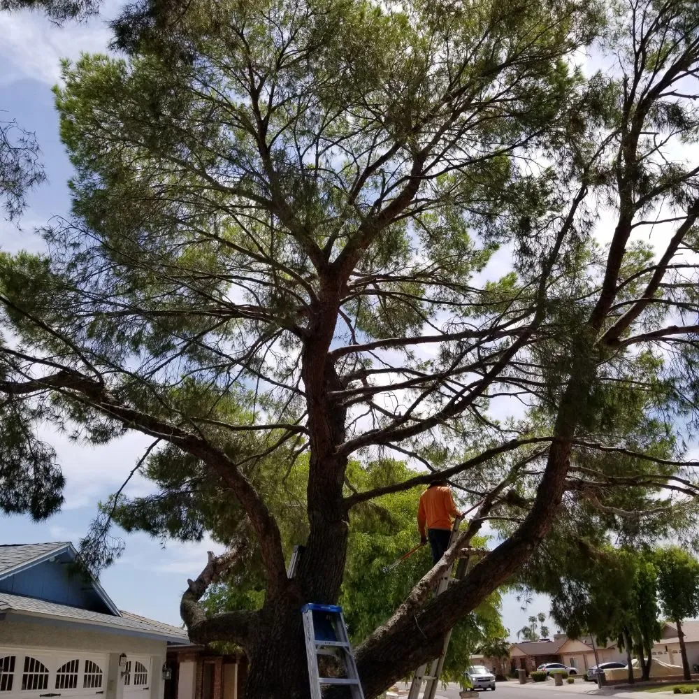 Affordable yard maintenance experts serving Phoenix, AZ - Sergio's Tree And Lawn Service