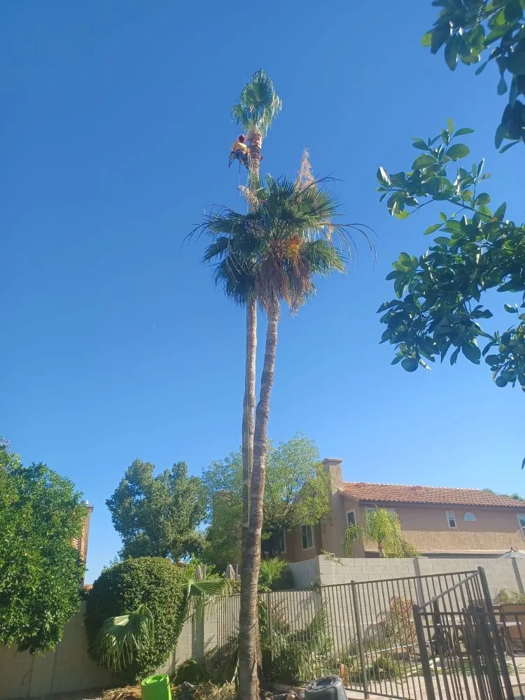 Reliable yard cleanup service in Phoenix, AZ - Sergio's Tree And Lawn Service