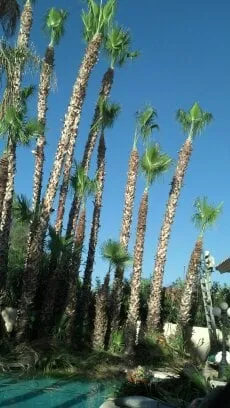 Reliable garden landscaping in Phoenix, AZ - Sergio's Tree And Lawn Service