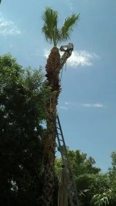 Trusted yard cleanup service with custom design in Phoenix, AZ by Sergio's Tree And Lawn Service