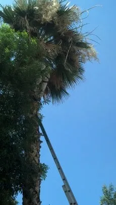 Expert outdoor landscaping near you in Phoenix, AZ by Sergio's Tree And Lawn Service