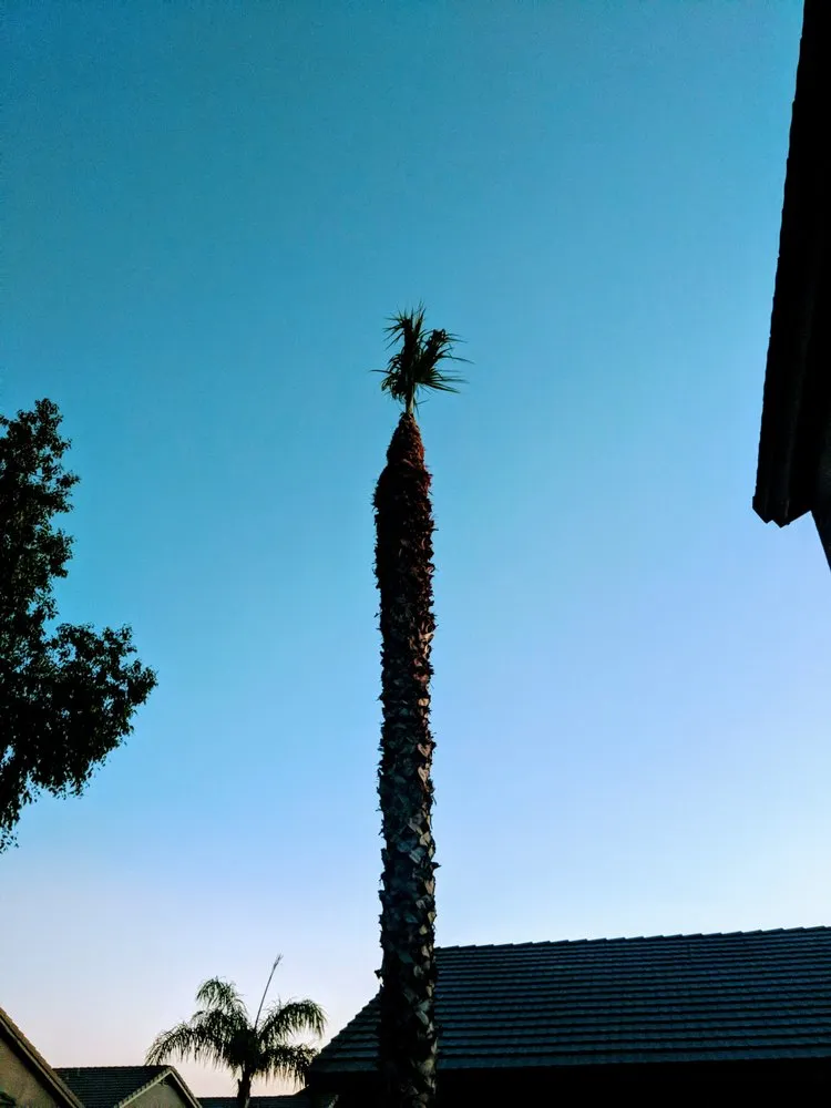 Reliable lawn care service for homes in Phoenix, AZ by Sergio's Tree And Lawn Service