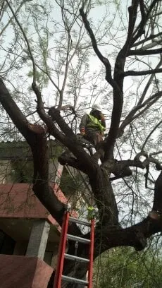 Trusted landscape design for residential properties in Phoenix, AZ by Sergio's Tree And Lawn Service