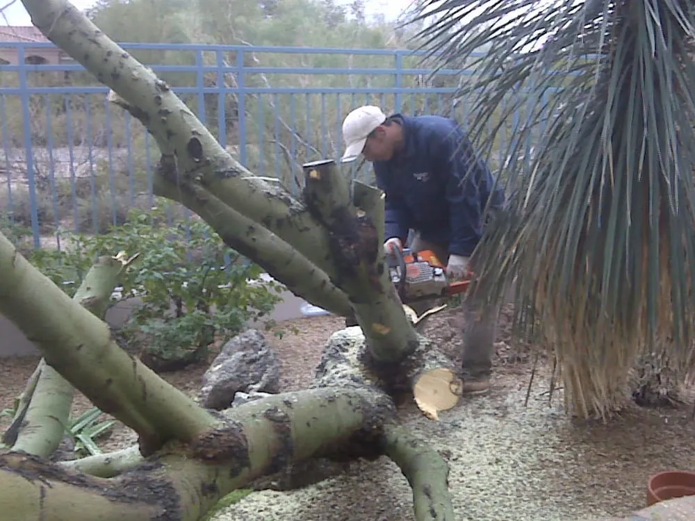 Custom yard maintenance experts serving Phoenix, AZ - Sergio's Tree And Lawn Service