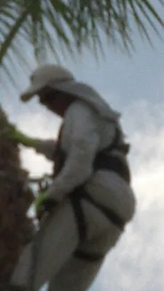 Reliable landscape design with custom design in Phoenix, AZ by Sergio's Tree And Lawn Service