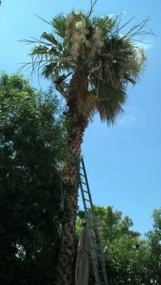 Custom residential landscaping for outdoor upgrades across Phoenix, AZ - Sergio's Tree And Lawn Service