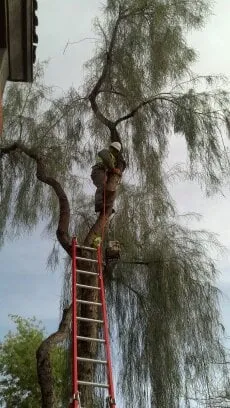 Reliable yard maintenance for homes across Phoenix, AZ - Sergio's Tree And Lawn Service