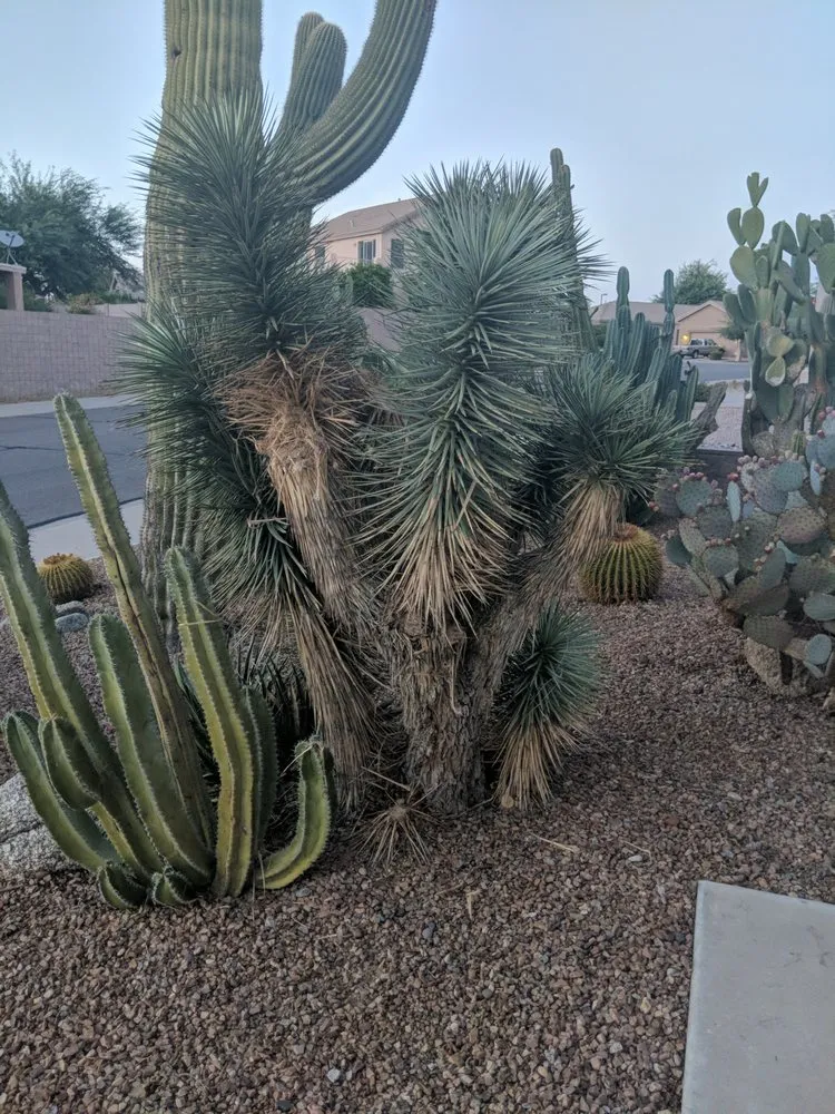 Custom landscape design in Phoenix, AZ by Sergio's Tree And Lawn Service