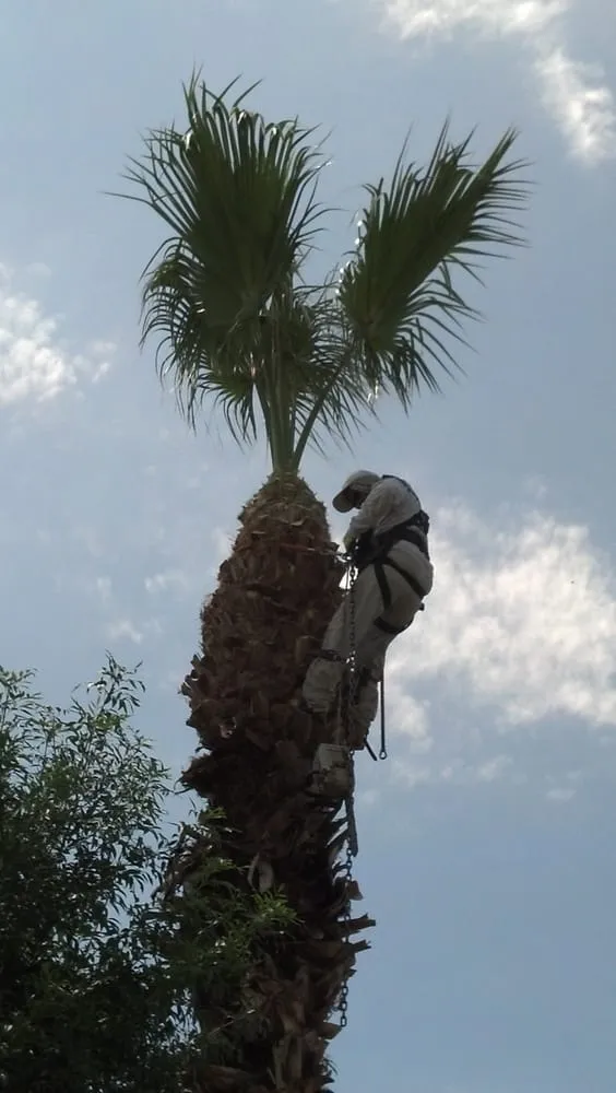 Custom lawn mowing service experts serving Phoenix, AZ - Sergio's Tree And Lawn Service