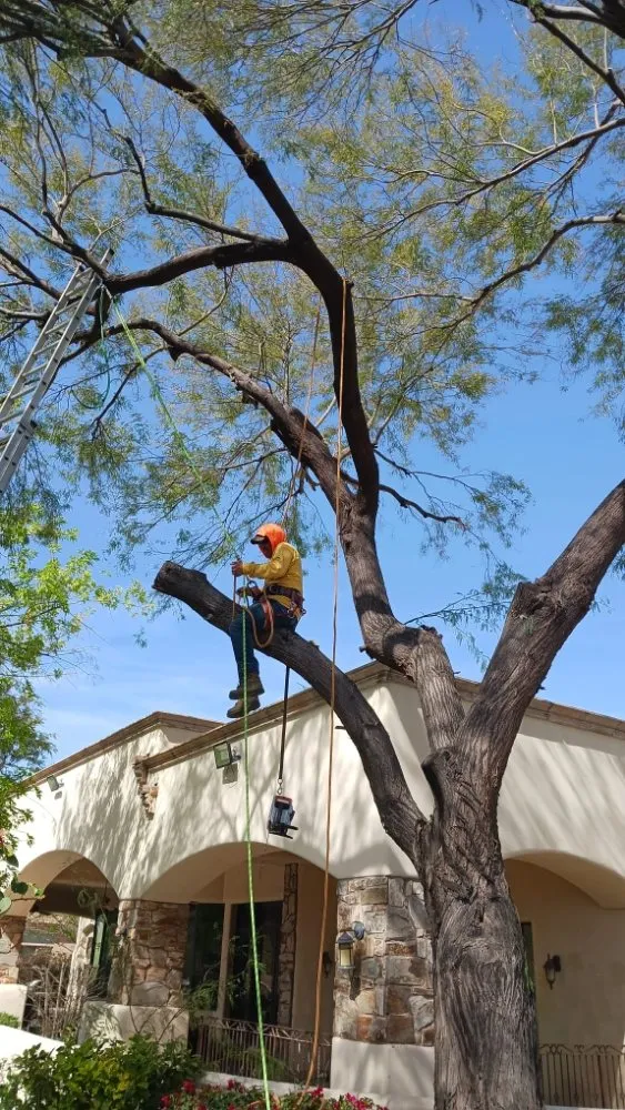 Professional yard cleanup service in Phoenix, AZ - Sergio's Tree And Lawn Service