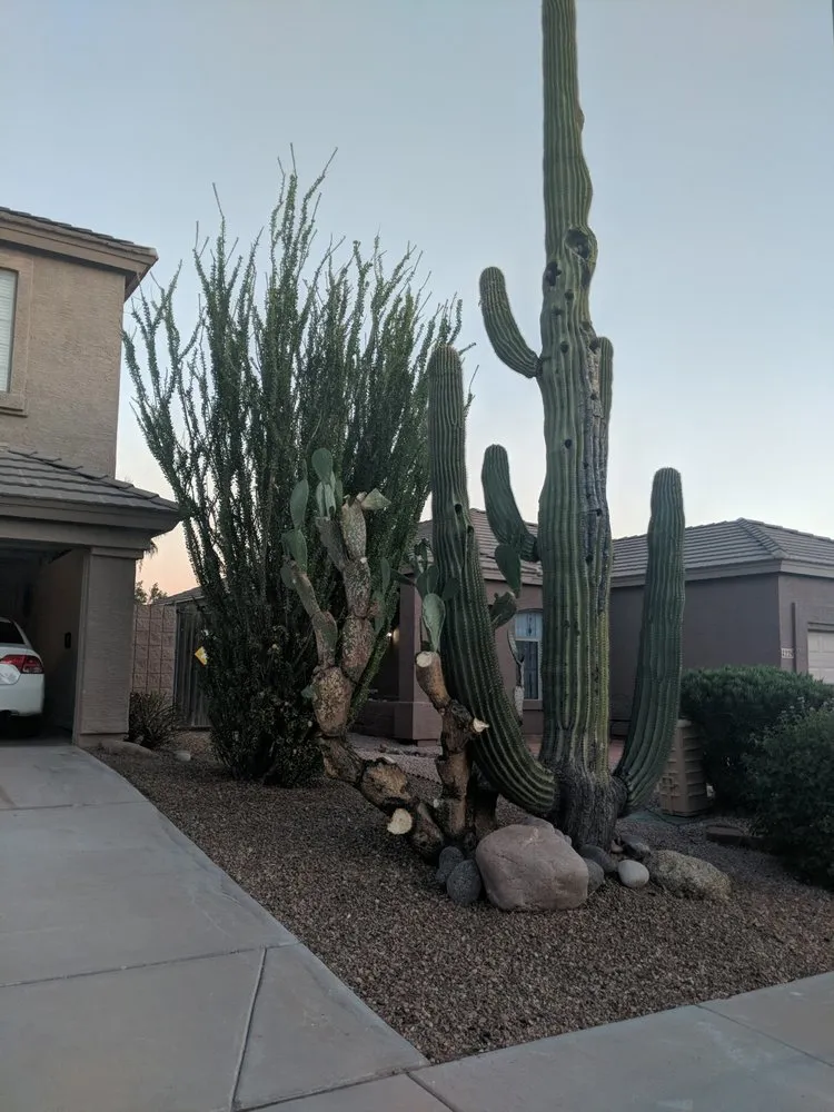 Top-rated yard cleanup service experts serving Phoenix, AZ - Sergio's Tree And Lawn Service