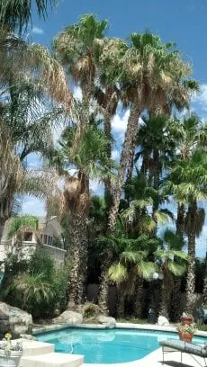 Trusted yard cleanup service in Phoenix, AZ - Sergio's Tree And Lawn Service