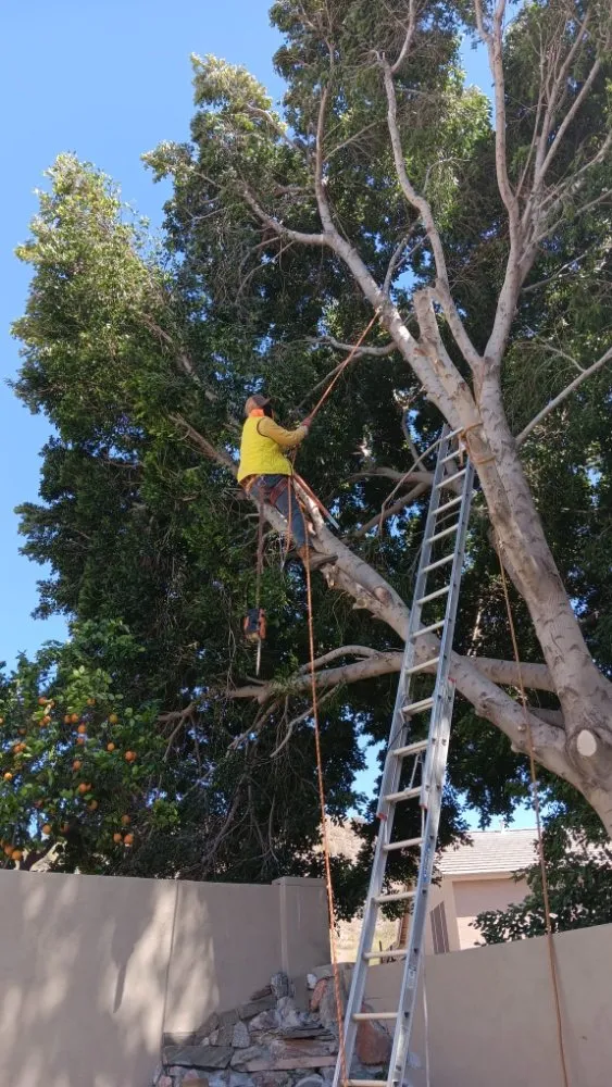 Reliable landscape installation experts serving Phoenix, AZ - Sergio's Tree And Lawn Service