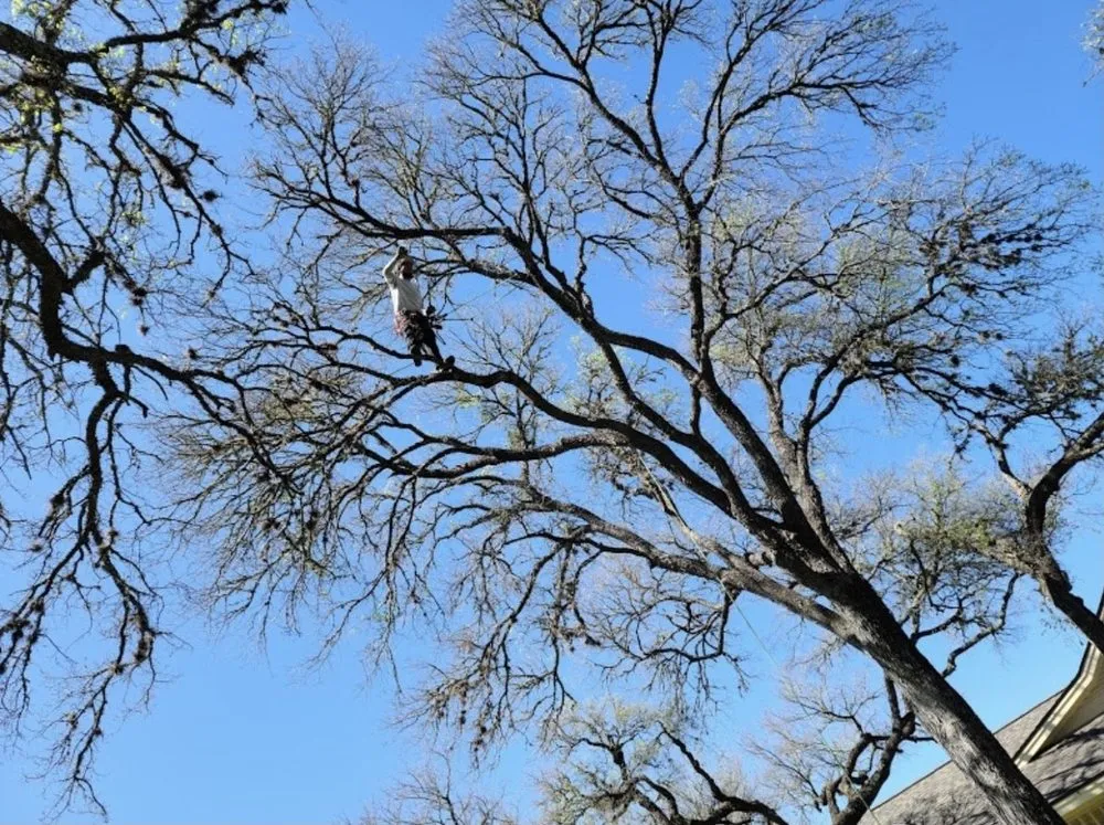 Custom residential landscaping in Buda, TX - Sergio's Tree Service