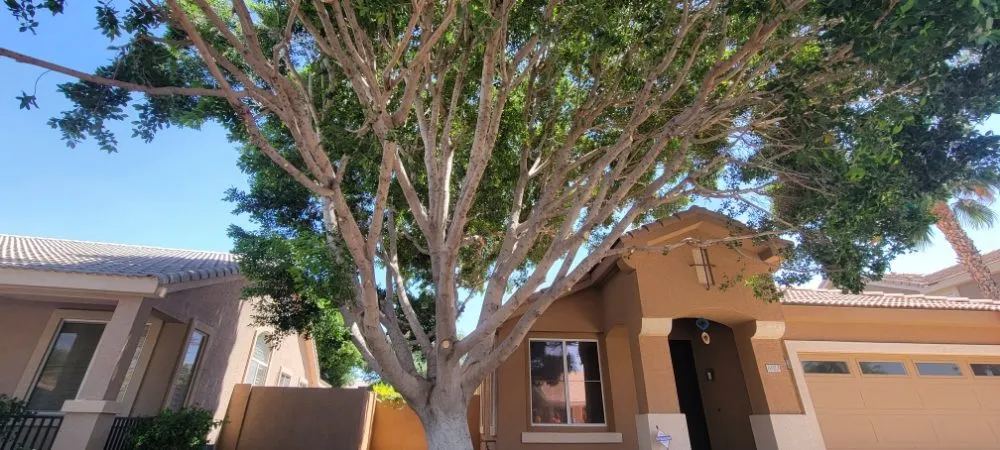 Reliable landscaping services for year-round maintenance across Peoria, AZ - Serious Landscaping & Grounds Care