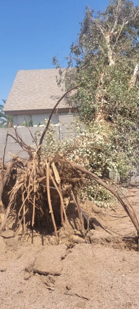 Affordable garden landscaping in Peoria, AZ by Serious Landscaping & Grounds Care