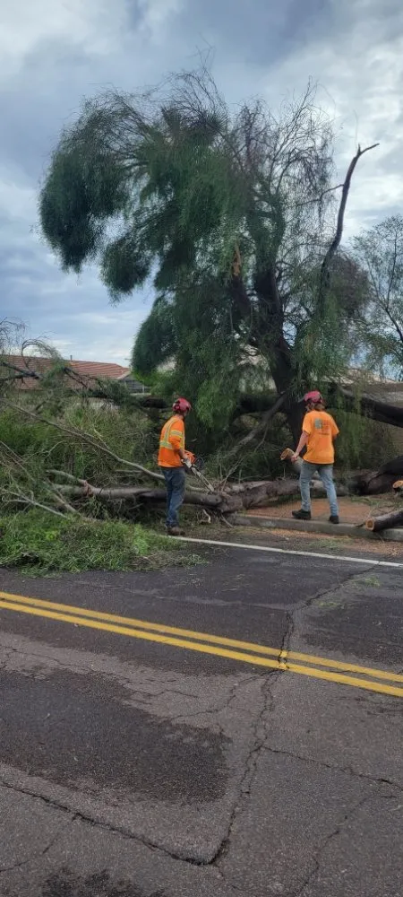 Affordable landscape design in Peoria, AZ by Serious Landscaping & Grounds Care