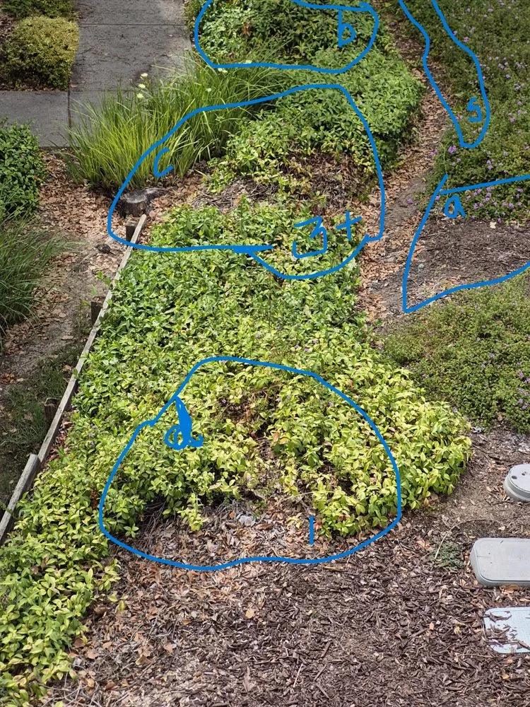 Local yard maintenance in Hayward, CA by Serpico Landscaping