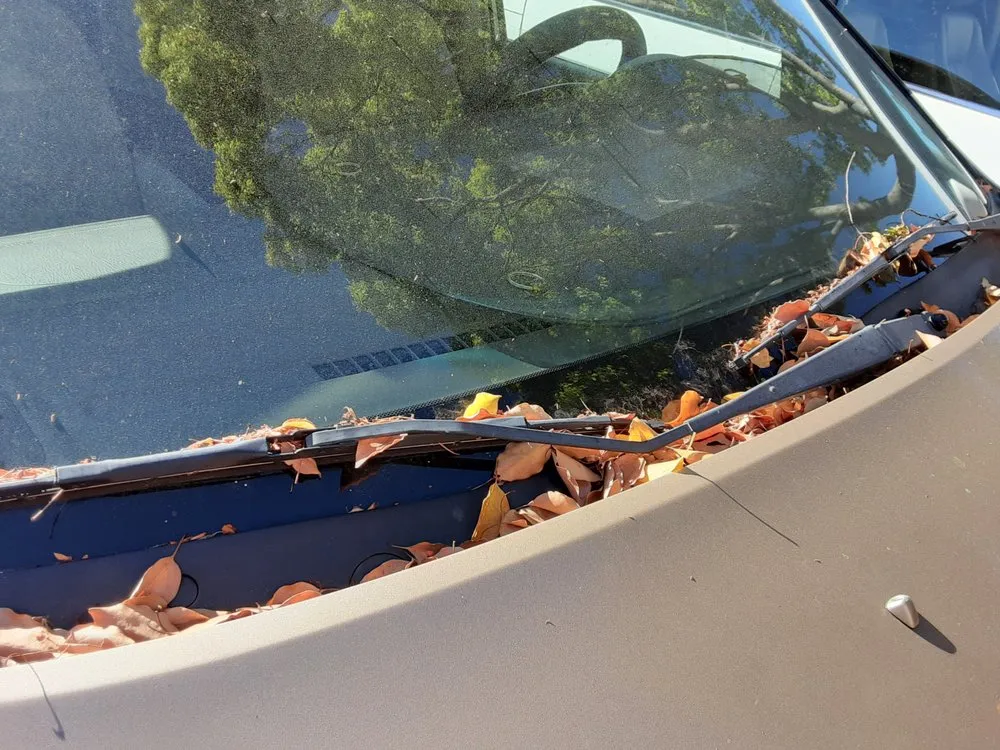 Affordable yard cleanup service in Hayward, CA by Serpico Landscaping