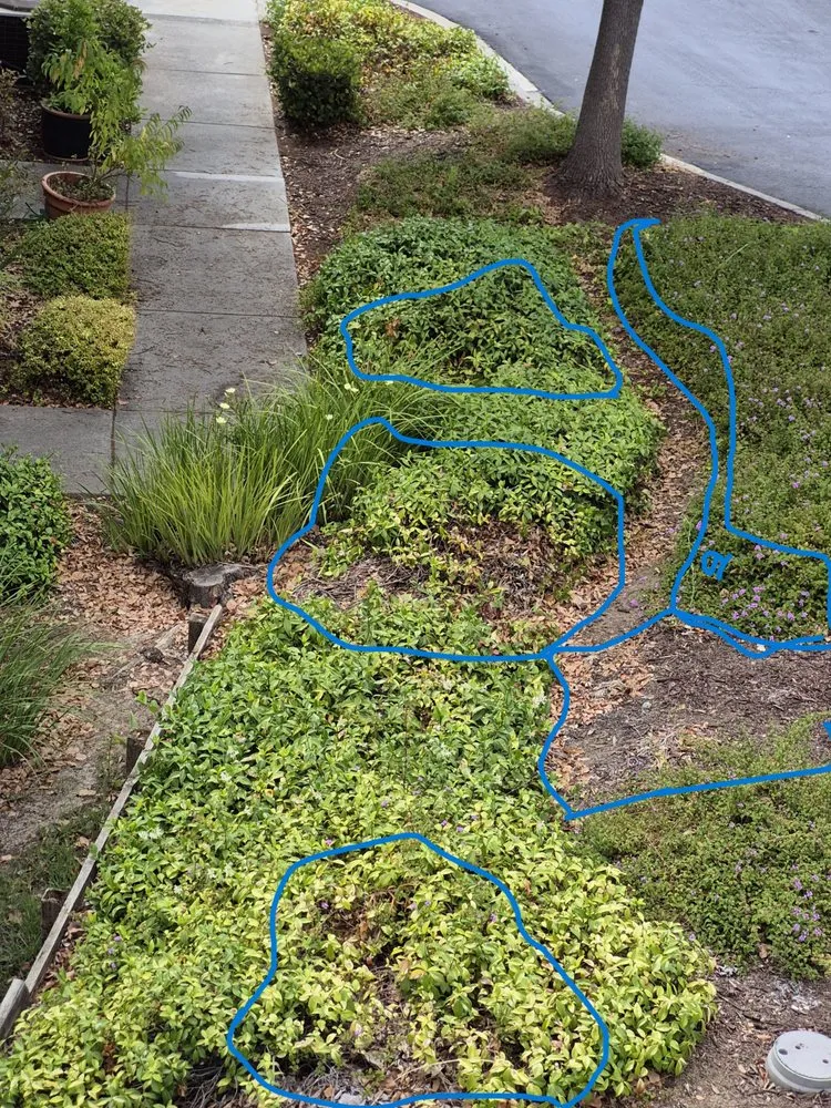 Trusted outdoor landscaping for year-round maintenance in Hayward, CA by Serpico Landscaping