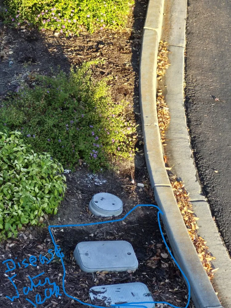 Top-rated yard maintenance for homes across Hayward, CA - Serpico Landscaping