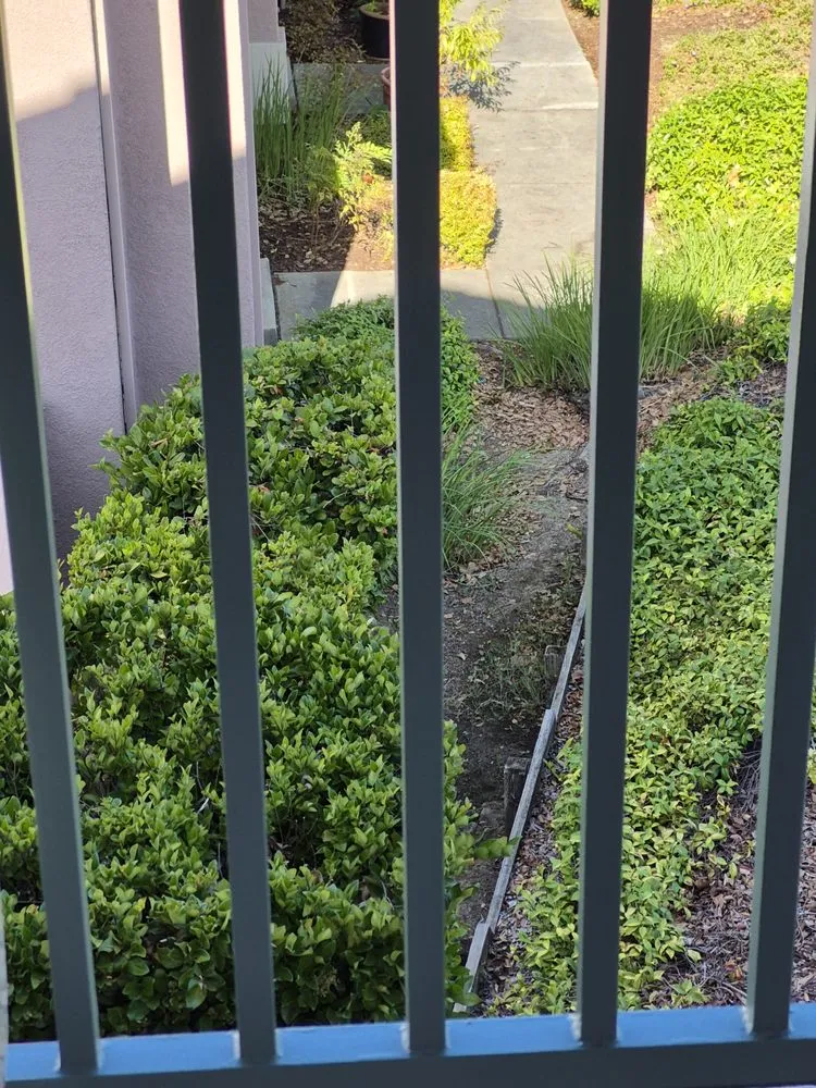 Top-rated yard maintenance for outdoor upgrades in Hayward, CA by Serpico Landscaping