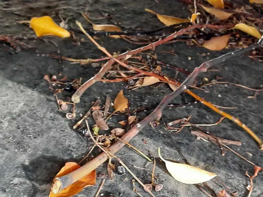 Top-rated residential landscaping for beautiful yards across Hayward, CA - Serpico Landscaping