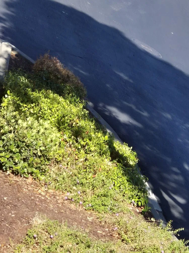 Affordable residential landscaping with custom design in Hayward, CA by Serpico Landscaping