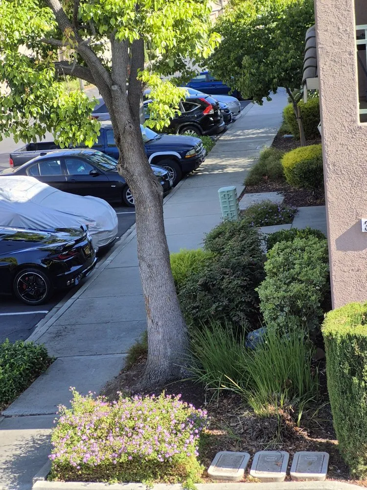 Trusted lawn care service in Hayward, CA - Serpico Landscaping