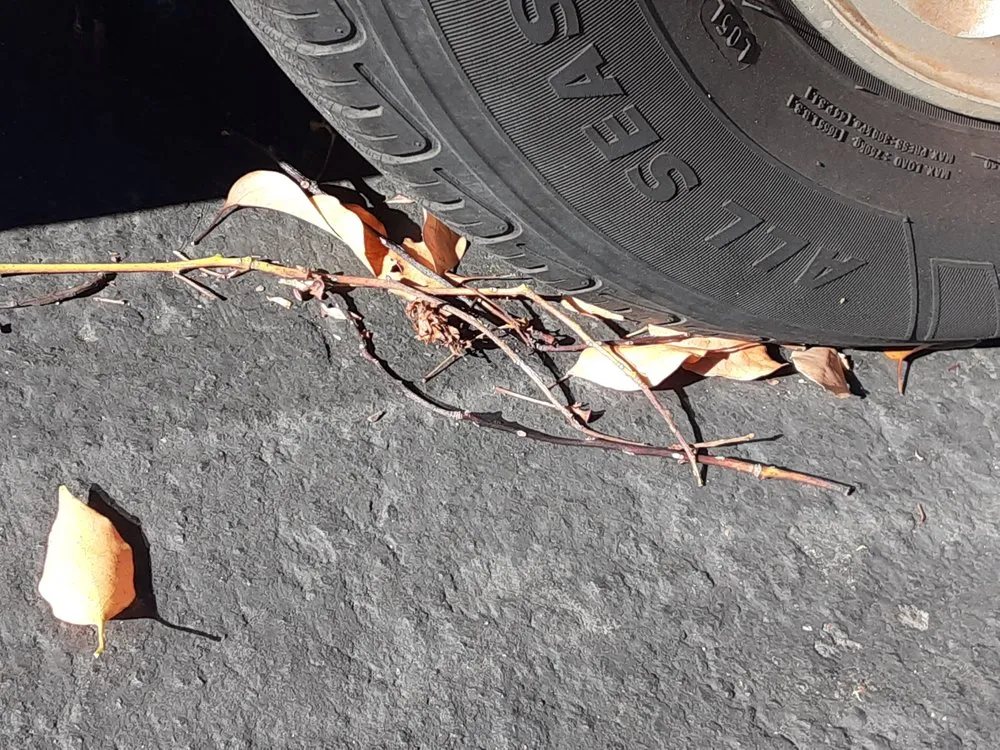 Custom outdoor landscaping in Hayward, CA by Serpico Landscaping