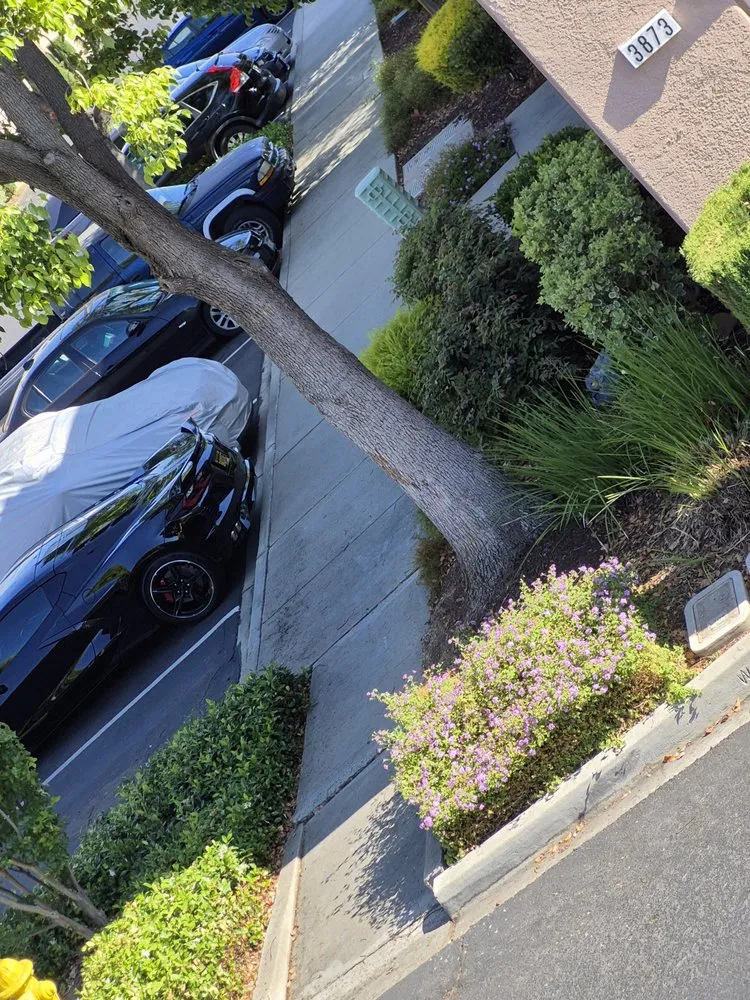 Local yard cleanup service experts serving Hayward, CA - Serpico Landscaping