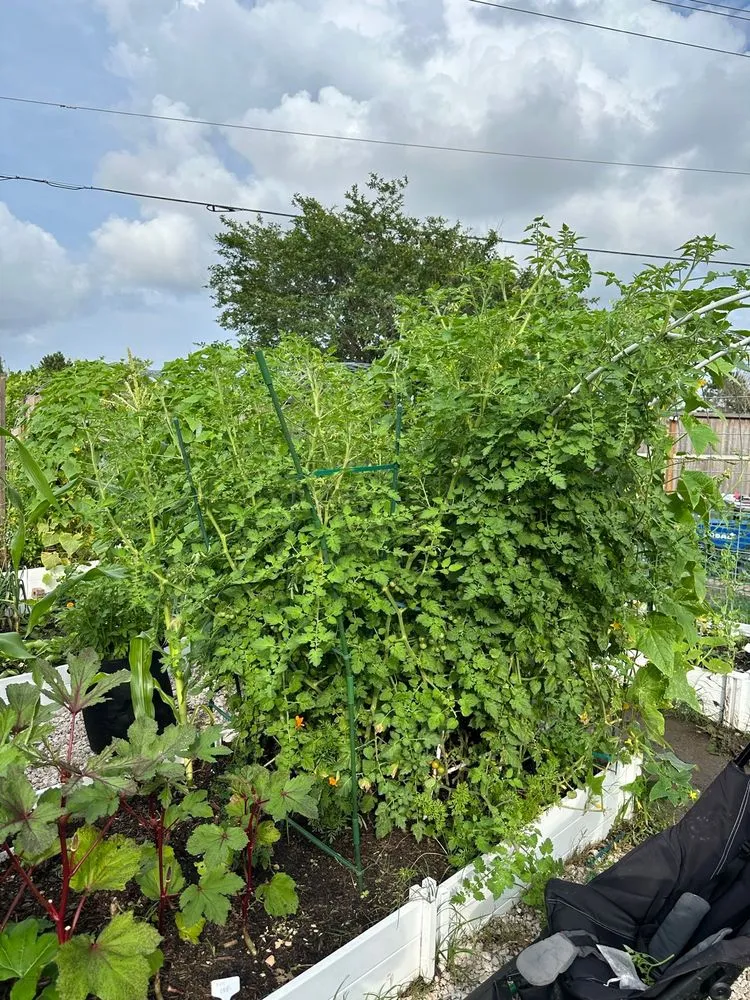 Affordable landscaping services in Pearland, TX by Serrano Landscape Supply Group