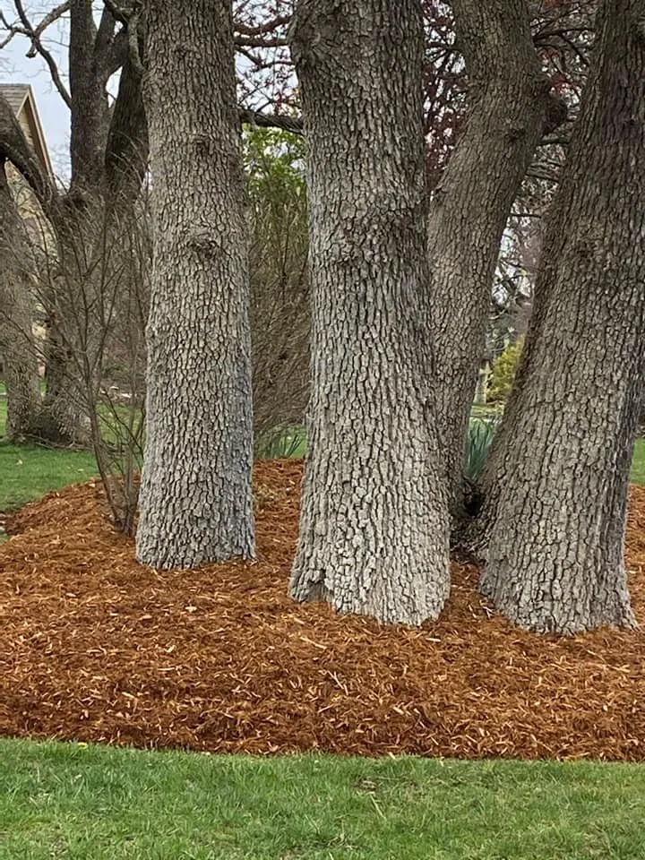 Expert lawn care service in Mustang, OK - Serrano Landscaping