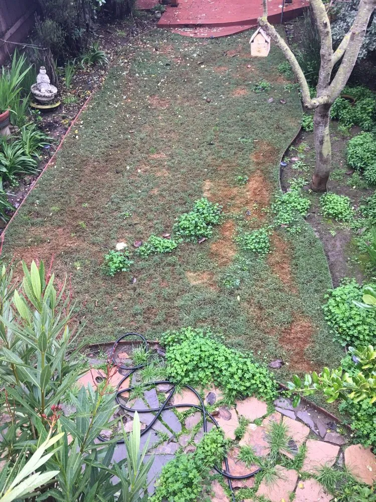 Local yard cleanup service in San Jose, CA by Serrano Landscaping