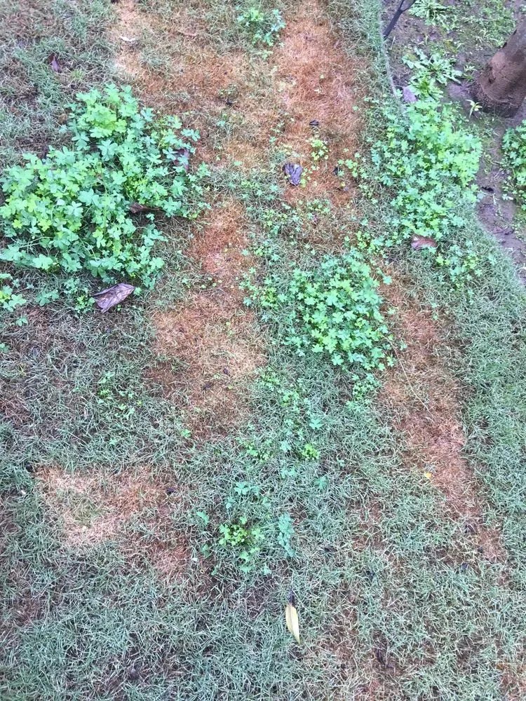 Affordable landscape installation experts serving San Jose, CA - Serrano Landscaping