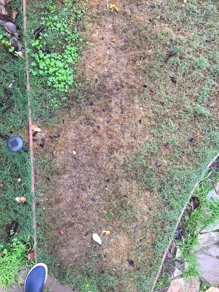 Professional outdoor landscaping experts serving San Jose, CA - Serrano Landscaping