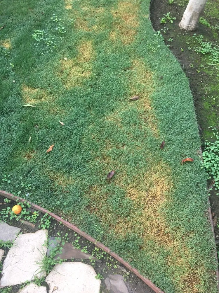 Affordable yard maintenance in San Francisco, CA - Serrano's Gardening and Landscape Service