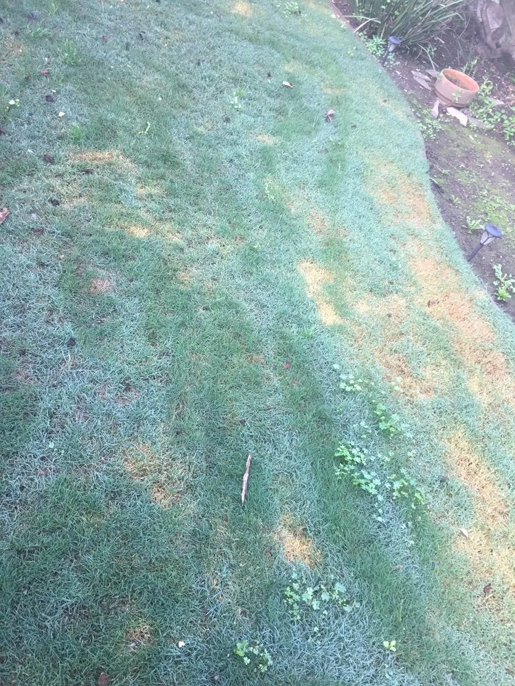 Trusted landscape design in San Francisco, CA by Serrano's Gardening and Landscape Service