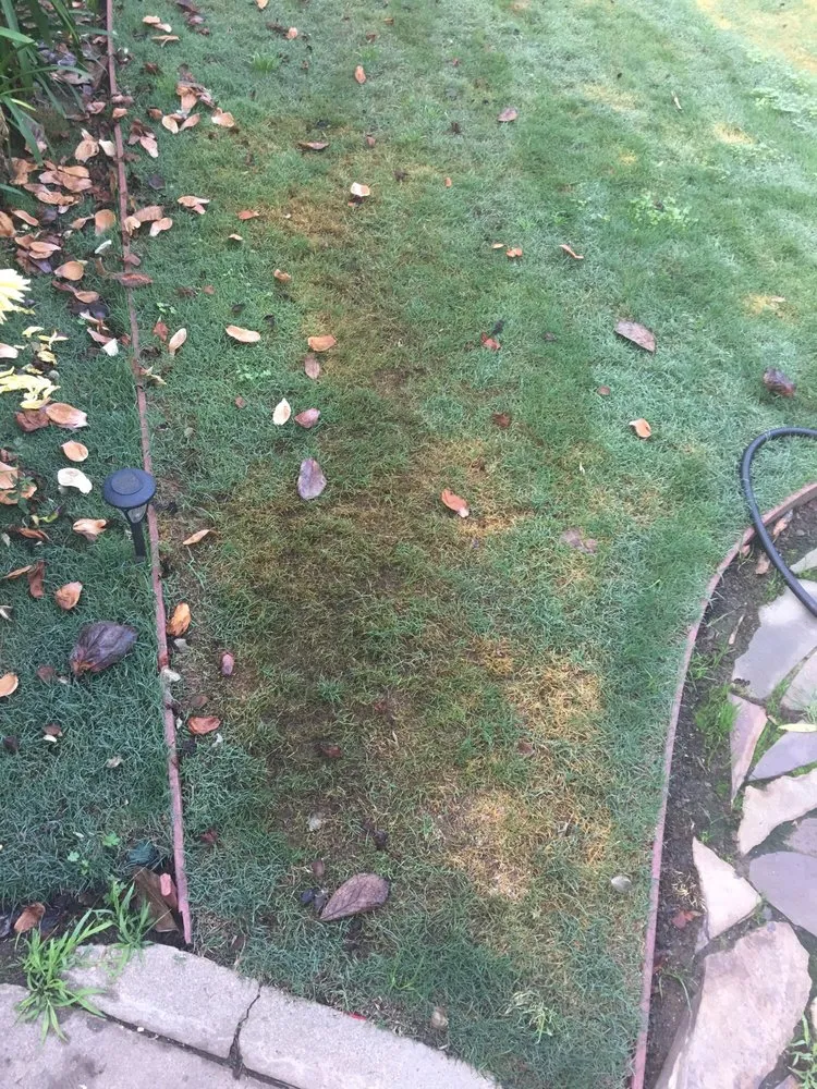 Local yard cleanup service in San Francisco, CA - Serrano's Gardening and Landscape Service