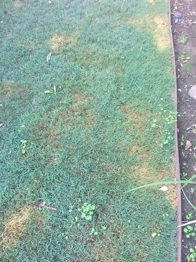 Trusted yard cleanup service in San Francisco, CA - Serrano's Gardening and Landscape Service