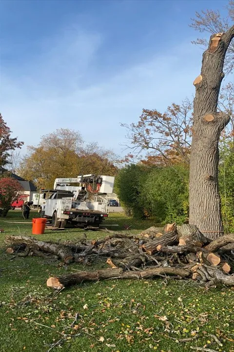 Trusted landscaping services for beautiful yards in Berwyn, IL by Serrano's Landscaping & Tree Services