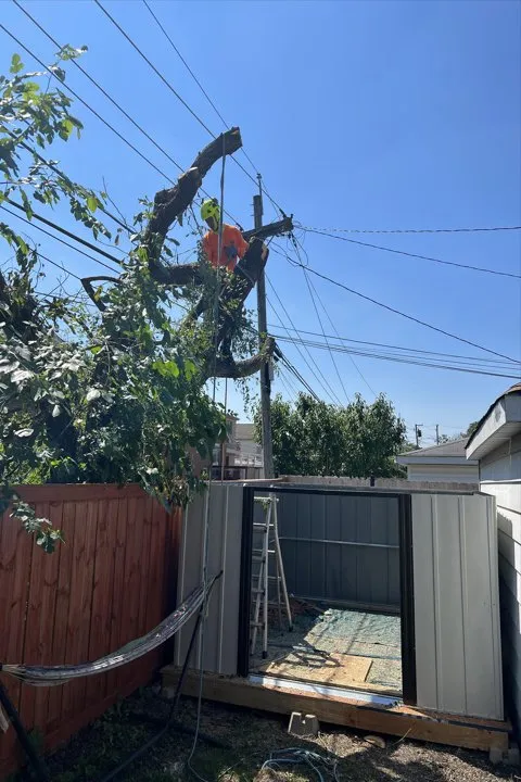 Expert landscaping services for homes across Berwyn, IL - Serrano's Landscaping & Tree Services